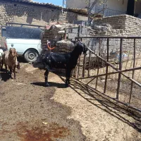 بز پاکستانی