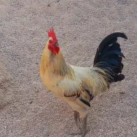 فروش خروس محلی اصل