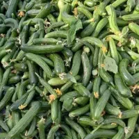 خیار محلی پاییزه خیارشوری همه روزه موجوده