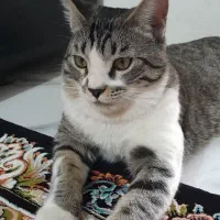 واگذاری گربه