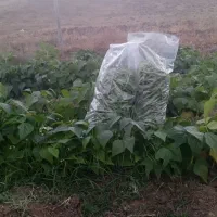 لوبیا سبز اورگانیک تازه