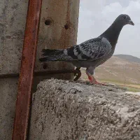 کبوترجوجه پلاکی هیچ پره