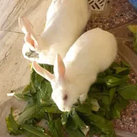 خرگوش