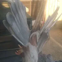 کبوتر سرور ماده
