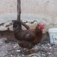 یک عدد مرغ محلی اصیل تخمگذار
