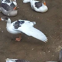 حیوانات مزرعه