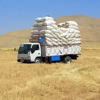 کاه گندم خریدارم بهترین قیمت