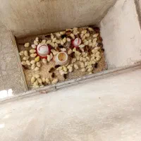 جوجه رسمی وماشینی