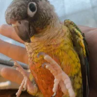 گرینچیک فوق  سخنگو یلوساید  رد فکتور