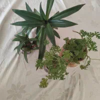 شمعدونی عطری وگل موسی درگهواره