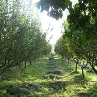 استخدام کارگر باغ