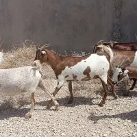 بز کهرع دار وابستن داشتی
