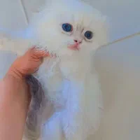 اسکاتیش نر