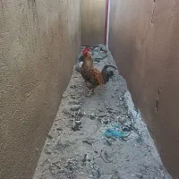 خروس ا ساله