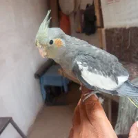 دوتا عروس