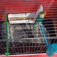 طوطی|پرنده|هندیجان, |دیوار