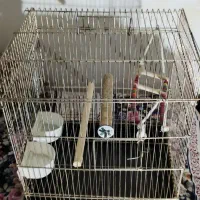 قفس پرنده ،طلایی