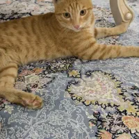 واگذاری بچه گربه پسر 5 ماهه