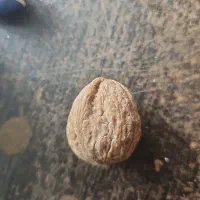 گردو