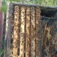 فروش کندو زنبور عسل از 5قاب تا 8قاب ...