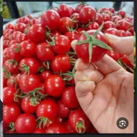 گوجه ریز درشت عالی