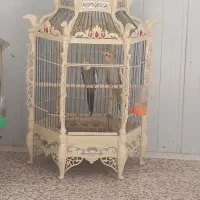 3جفت عروس هلندی