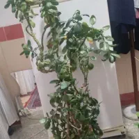 گل قاشقی