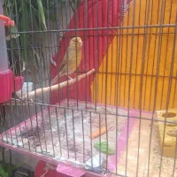 یک قناری زیتونی ماده