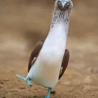 بخون ح و ا ل ه