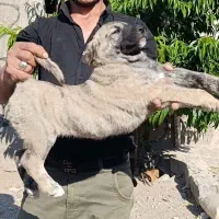 تعدادی توله کانگال و توله سرابی اینده دار