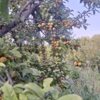 آلو طلایی