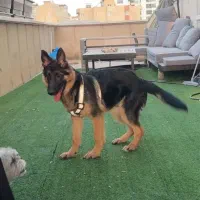 سگ ژرمن