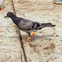 پرنده