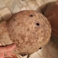 کلاه و پایه آرپیچی