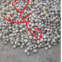 سیر موسلی اسینم