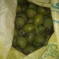 گردو|خوردنی و آشامیدنی|کاشان, کارگر|دیوار