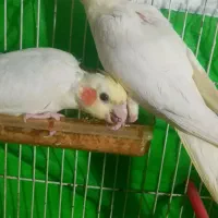 جوجه عروس هلندی