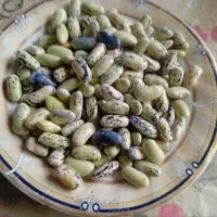 پاچ باقلی محلی