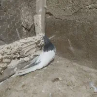 کبوتر کله ای سبز