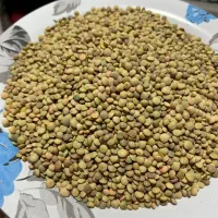 عدس محلی کیلو ۲۳۰ تمیز بدون سنگ ریزه و آشغال