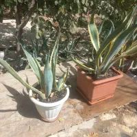 گل آلوئه ورا سالم بزرگ با گلدان معاوضه هم دارم