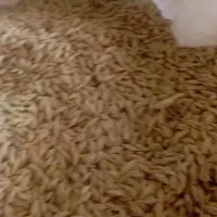 جو دیم