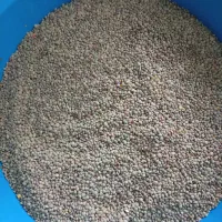 عدس درجه یک محلی