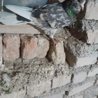 سرول