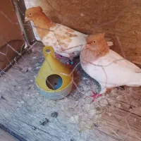کفتر|پرنده|مشهد, دوست آباد|دیوار