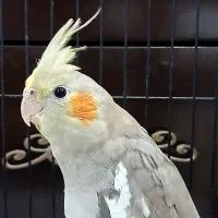 جوجه دونخور آرام دستی