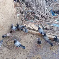 10تا جوجه کبوتر