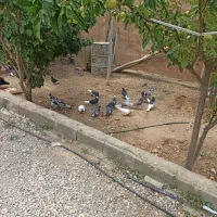 با سلام تعداد 18 تا کبوتر کاشانی تهرانی