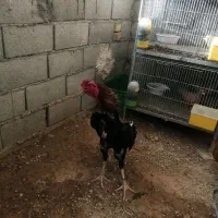 مرغوخروس لاری