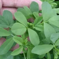 فروش یونجه